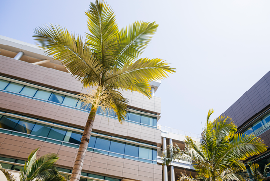 Palm trees on campus.